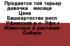 Продается той-терьер, девочка 3 месяца.   › Цена ­ 3 500 - Башкортостан респ., Уфимский р-н, Уфа г. Животные и растения » Собаки   